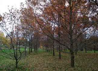 Daugiau nei 800 medžių numatyta išpjauti Eibariškių parke. Savivaldybės tinklalapio nuotrauka.