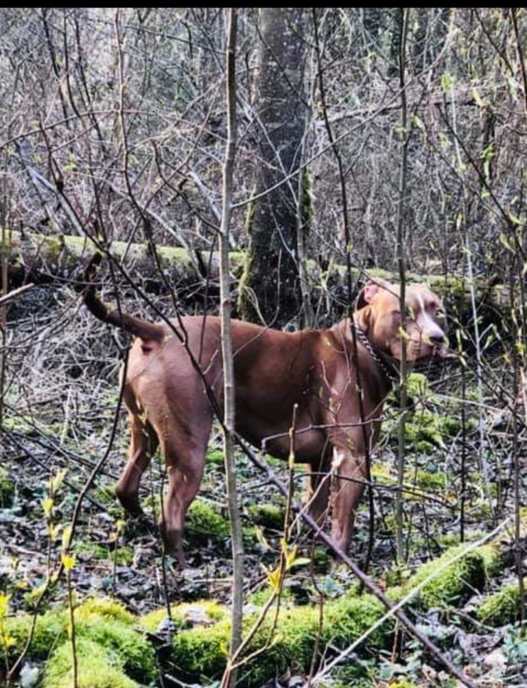 Už šuns nepriežiūrą – 500 eurų bauda pensininkei