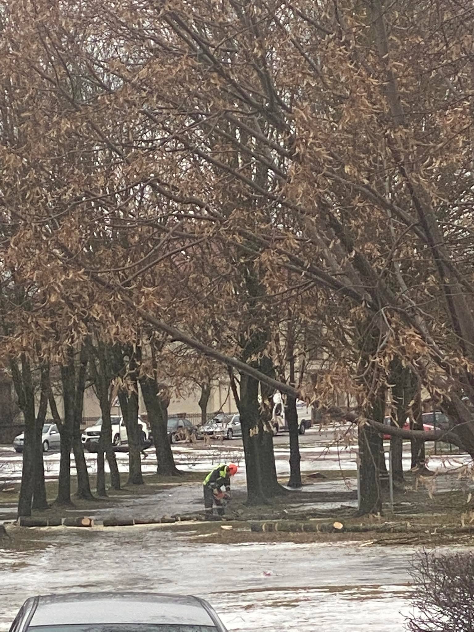 Valdininkai pasmerkė porą šimtų Radviliškio miesto parko medžių