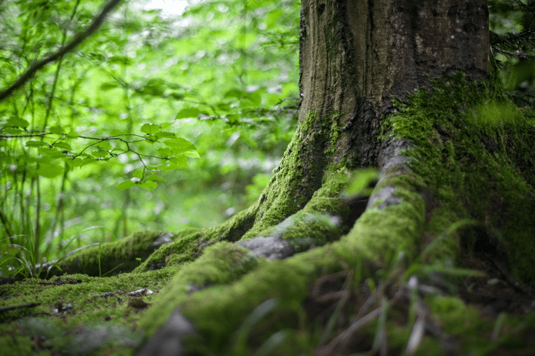 miško pardavimas