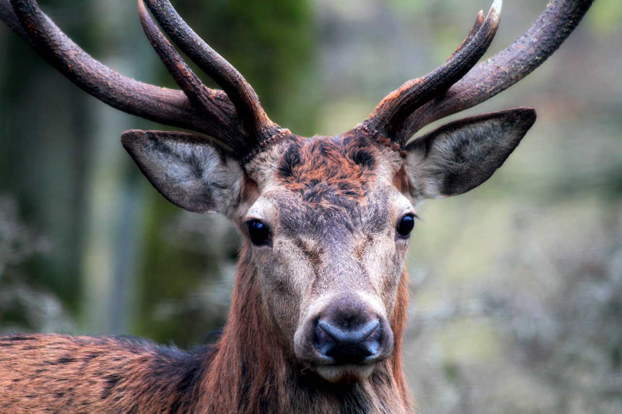 deer-3218460_1280